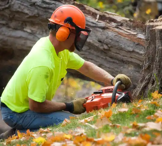 tree services Edgewood